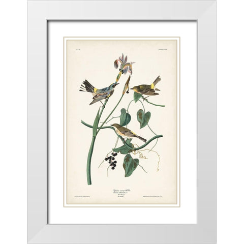Pl. 153 Yellow-rump Warbler White Modern Wood Framed Art Print with Double Matting by Audubon, John James