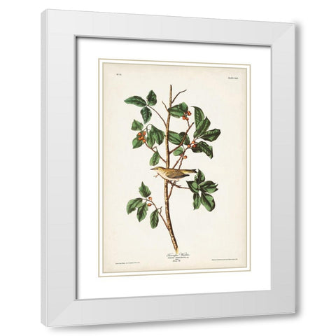 Pl. 154 Tennessee Warbler White Modern Wood Framed Art Print with Double Matting by Audubon, John James