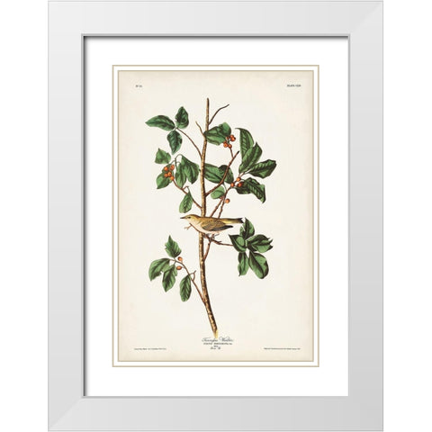 Pl. 154 Tennessee Warbler White Modern Wood Framed Art Print with Double Matting by Audubon, John James