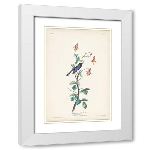 Pl. 155 Black-throated Blue Warbler White Modern Wood Framed Art Print with Double Matting by Audubon, John James