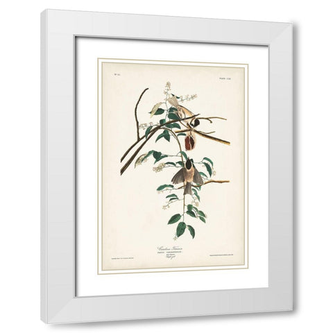 Pl. 160 Carolina Titmouse White Modern Wood Framed Art Print with Double Matting by Audubon, John James