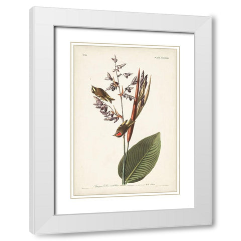 Pl. 183 American Golden-crested Wren White Modern Wood Framed Art Print with Double Matting by Audubon, John James