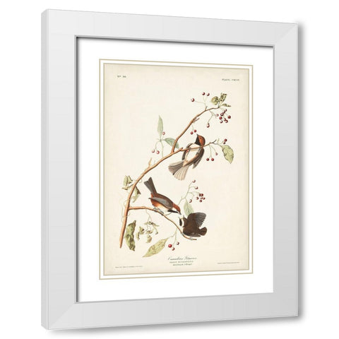 Pl. 194 Canadian Titmouse White Modern Wood Framed Art Print with Double Matting by Audubon, John James