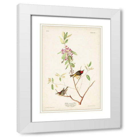 Pl. 195 Ruby-crowned Wren White Modern Wood Framed Art Print with Double Matting by Audubon, John James