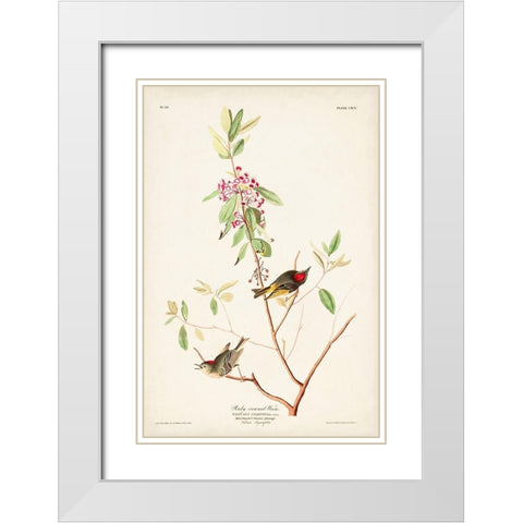 Pl. 195 Ruby-crowned Wren White Modern Wood Framed Art Print with Double Matting by Audubon, John James