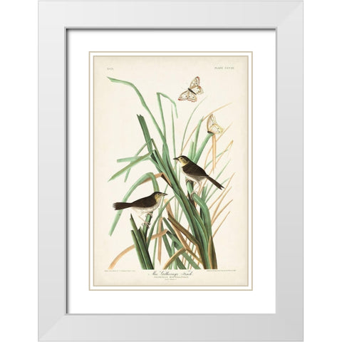 Pl. 355 Mac Gillivrays Finch White Modern Wood Framed Art Print with Double Matting by Audubon, John James