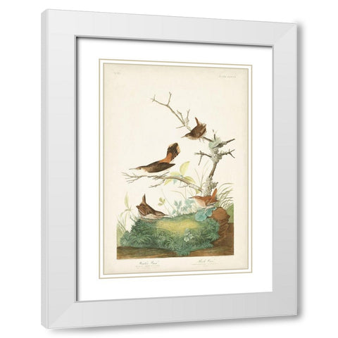 Pl. 360 Winter Wren White Modern Wood Framed Art Print with Double Matting by Audubon, John James