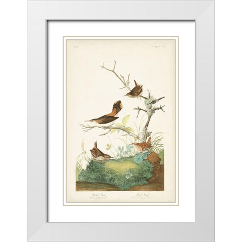 Pl. 360 Winter Wren White Modern Wood Framed Art Print with Double Matting by Audubon, John James