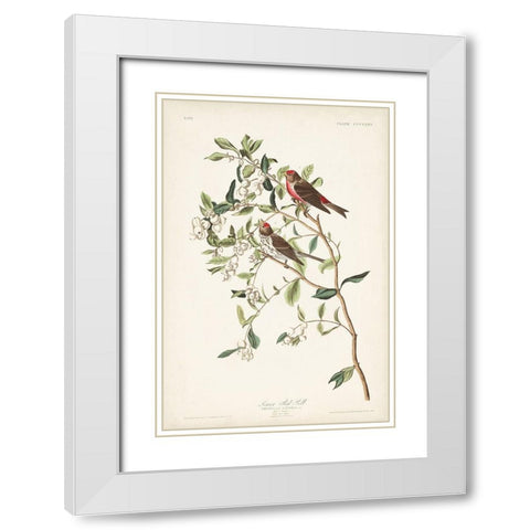 Pl. 375 Lesser Red Poll White Modern Wood Framed Art Print with Double Matting by Audubon, John James
