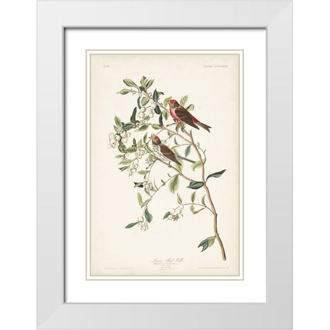 Pl. 375 Lesser Red Poll White Modern Wood Framed Art Print with Double Matting by Audubon, John James