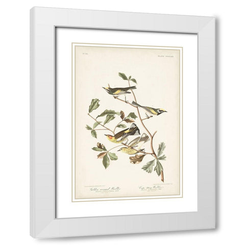 Pl. 414 Golden-winged Warbler White Modern Wood Framed Art Print with Double Matting by Audubon, John James