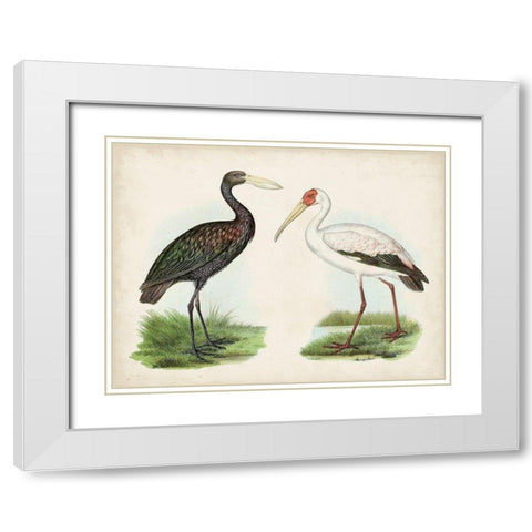 Antique Waterbirds I White Modern Wood Framed Art Print with Double Matting by Unknown