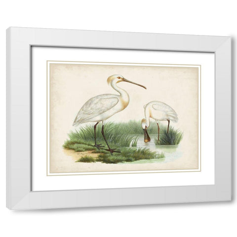 Antique Waterbirds III White Modern Wood Framed Art Print with Double Matting by Unknown