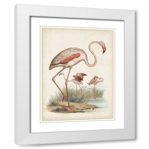 Antique Waterbirds IV White Modern Wood Framed Art Print with Double Matting by Unknown