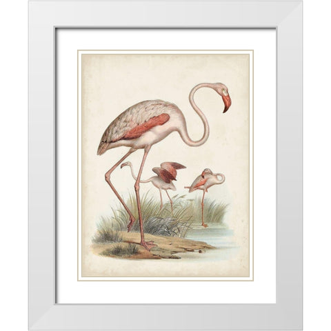 Antique Waterbirds IV White Modern Wood Framed Art Print with Double Matting by Unknown