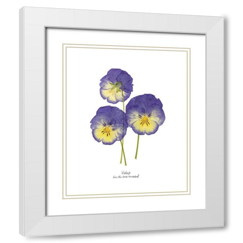 Pressed Violas I White Modern Wood Framed Art Print with Double Matting by Popp, Grace