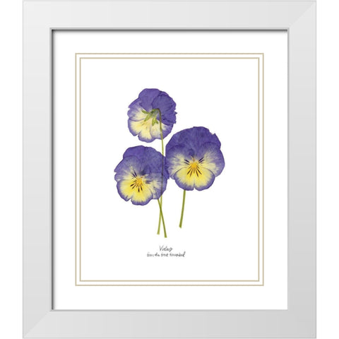 Pressed Violas I White Modern Wood Framed Art Print with Double Matting by Popp, Grace