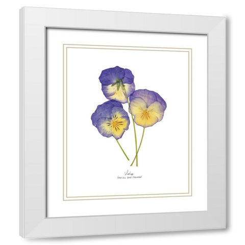 Pressed Violas II White Modern Wood Framed Art Print with Double Matting by Popp, Grace