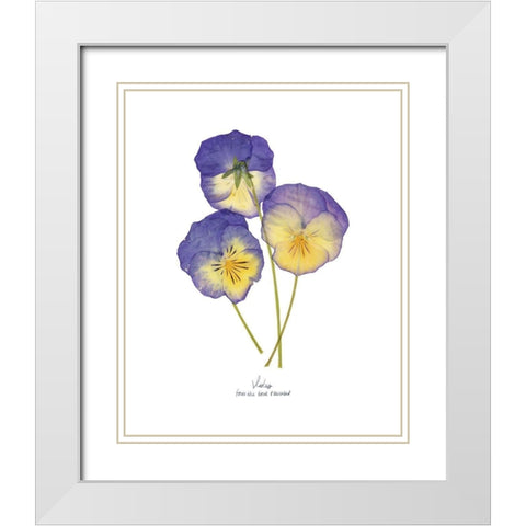 Pressed Violas II White Modern Wood Framed Art Print with Double Matting by Popp, Grace