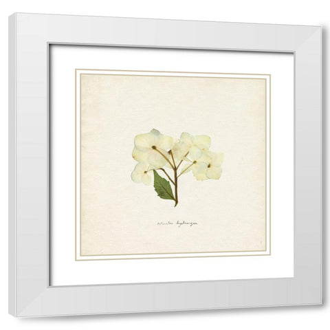 Cornales Hydrangea I White Modern Wood Framed Art Print with Double Matting by Caroline, Emma