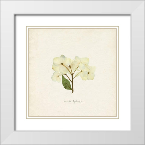 Cornales Hydrangea I White Modern Wood Framed Art Print with Double Matting by Caroline, Emma