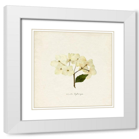 Cornales Hydrangea II White Modern Wood Framed Art Print with Double Matting by Caroline, Emma