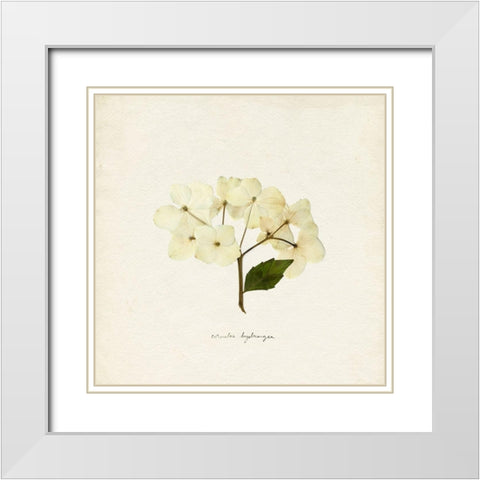 Cornales Hydrangea II White Modern Wood Framed Art Print with Double Matting by Caroline, Emma