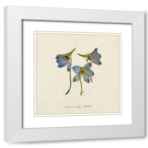 Pressed Blue Delphinium I White Modern Wood Framed Art Print with Double Matting by Caroline, Emma