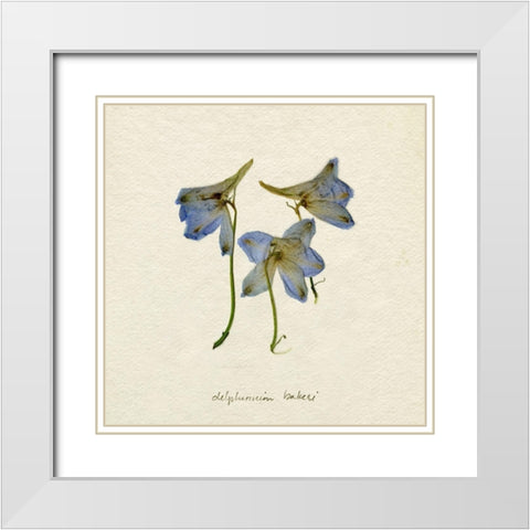 Pressed Blue Delphinium I White Modern Wood Framed Art Print with Double Matting by Caroline, Emma