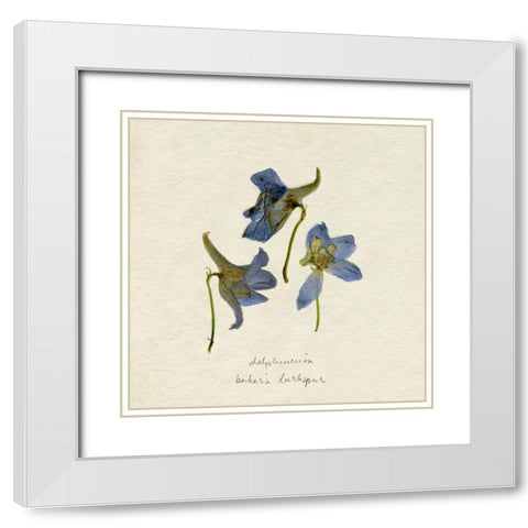 Pressed Blue Delphinium II White Modern Wood Framed Art Print with Double Matting by Caroline, Emma