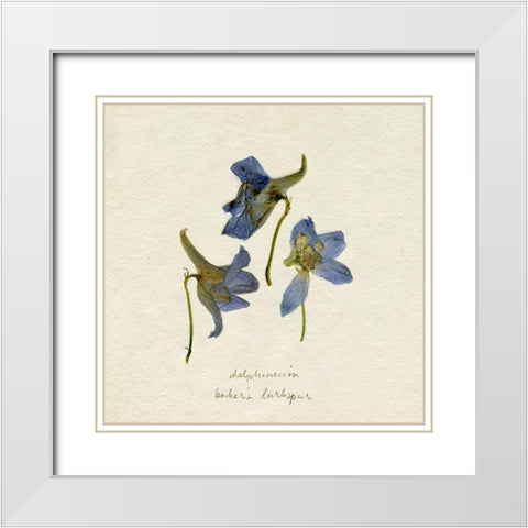 Pressed Blue Delphinium II White Modern Wood Framed Art Print with Double Matting by Caroline, Emma