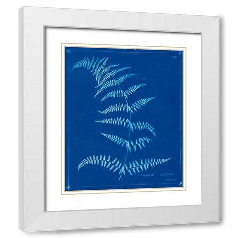 Cyanotype Ferns I White Modern Wood Framed Art Print with Double Matting by Unknown