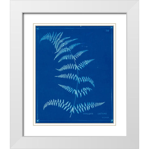 Cyanotype Ferns I White Modern Wood Framed Art Print with Double Matting by Unknown