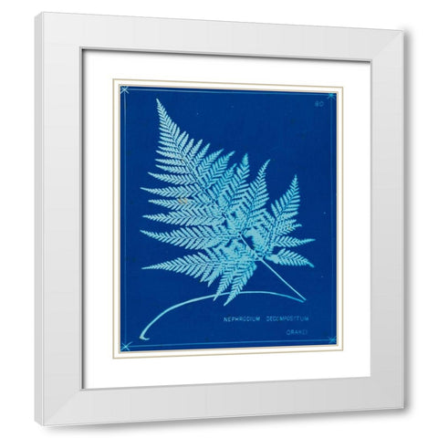 Cyanotype Ferns II White Modern Wood Framed Art Print with Double Matting by Unknown