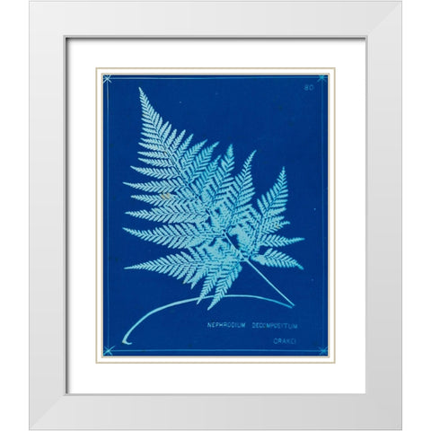 Cyanotype Ferns II White Modern Wood Framed Art Print with Double Matting by Unknown