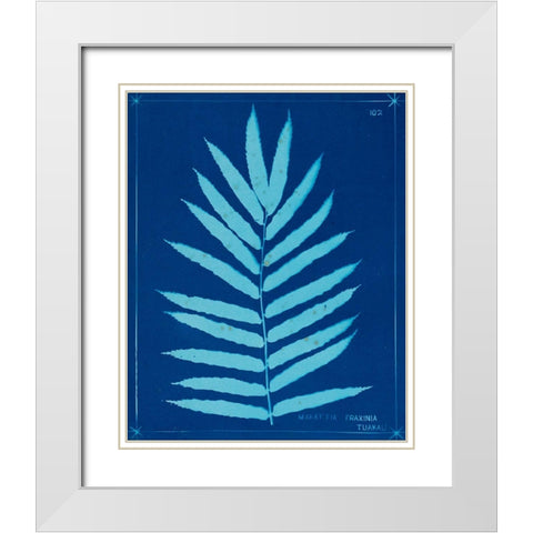 Cyanotype Ferns III White Modern Wood Framed Art Print with Double Matting by Unknown