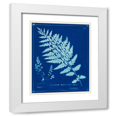 Cyanotype Ferns IV White Modern Wood Framed Art Print with Double Matting by Unknown