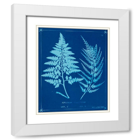 Cyanotype Ferns V White Modern Wood Framed Art Print with Double Matting by Unknown