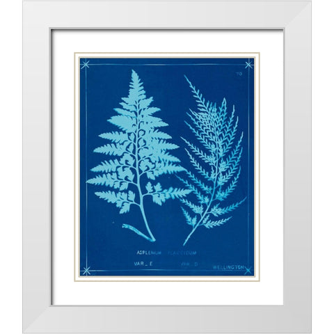 Cyanotype Ferns V White Modern Wood Framed Art Print with Double Matting by Unknown
