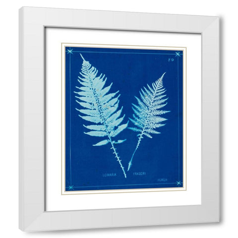 Cyanotype Ferns VI White Modern Wood Framed Art Print with Double Matting by Unknown