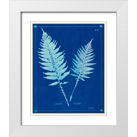 Cyanotype Ferns VI White Modern Wood Framed Art Print with Double Matting by Unknown