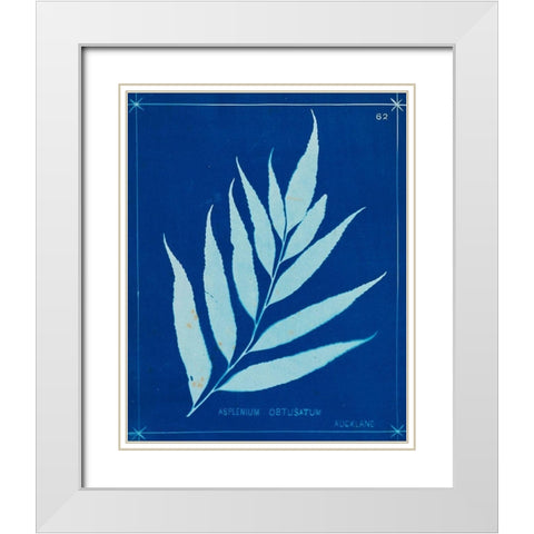 Cyanotype Ferns VII White Modern Wood Framed Art Print with Double Matting by Unknown