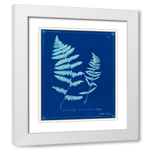 Cyanotype Ferns VIII White Modern Wood Framed Art Print with Double Matting by Unknown