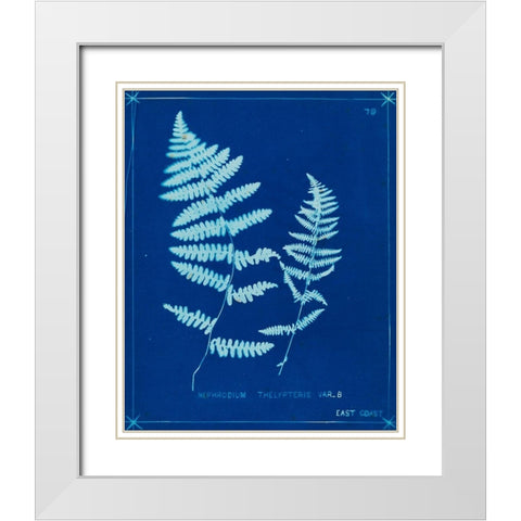 Cyanotype Ferns VIII White Modern Wood Framed Art Print with Double Matting by Unknown