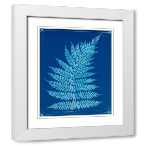 Cyanotype Ferns IX White Modern Wood Framed Art Print with Double Matting by Unknown
