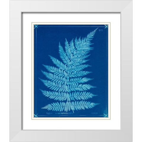 Cyanotype Ferns IX White Modern Wood Framed Art Print with Double Matting by Unknown