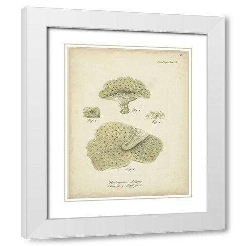Ecru Coral I White Modern Wood Framed Art Print with Double Matting by Esper, Johann
