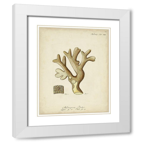Ecru Coral II White Modern Wood Framed Art Print with Double Matting by Esper, Johann