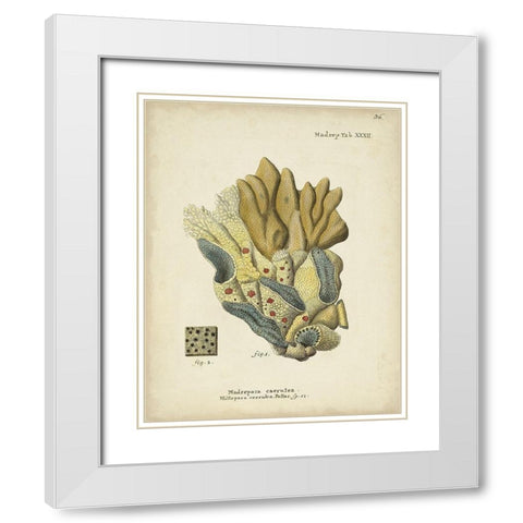 Ecru Coral III White Modern Wood Framed Art Print with Double Matting by Esper, Johann