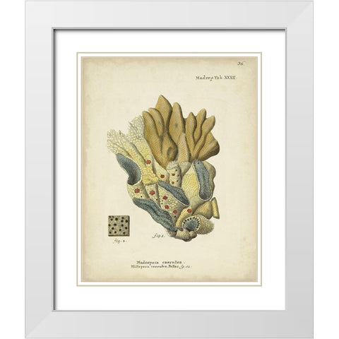 Ecru Coral III White Modern Wood Framed Art Print with Double Matting by Esper, Johann